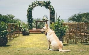 labrador pet mascote cão em local casamento na praia do rosa
