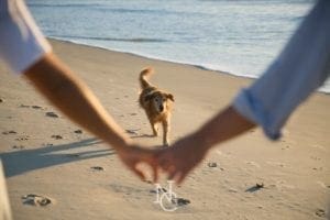 labrador namorados casamento na praia do rosa