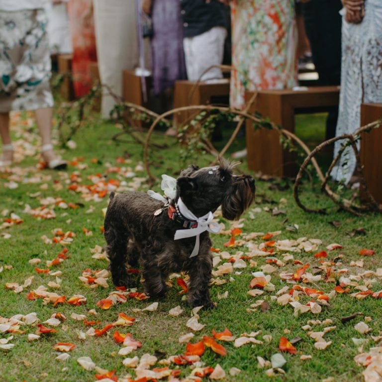 casamento pet friendly